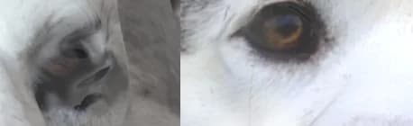 The same eyes on the textured model, refined to match the photograph.