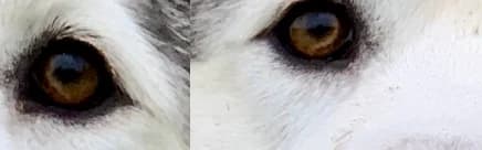 Close-up of the dog's eyes in the reference photograph.