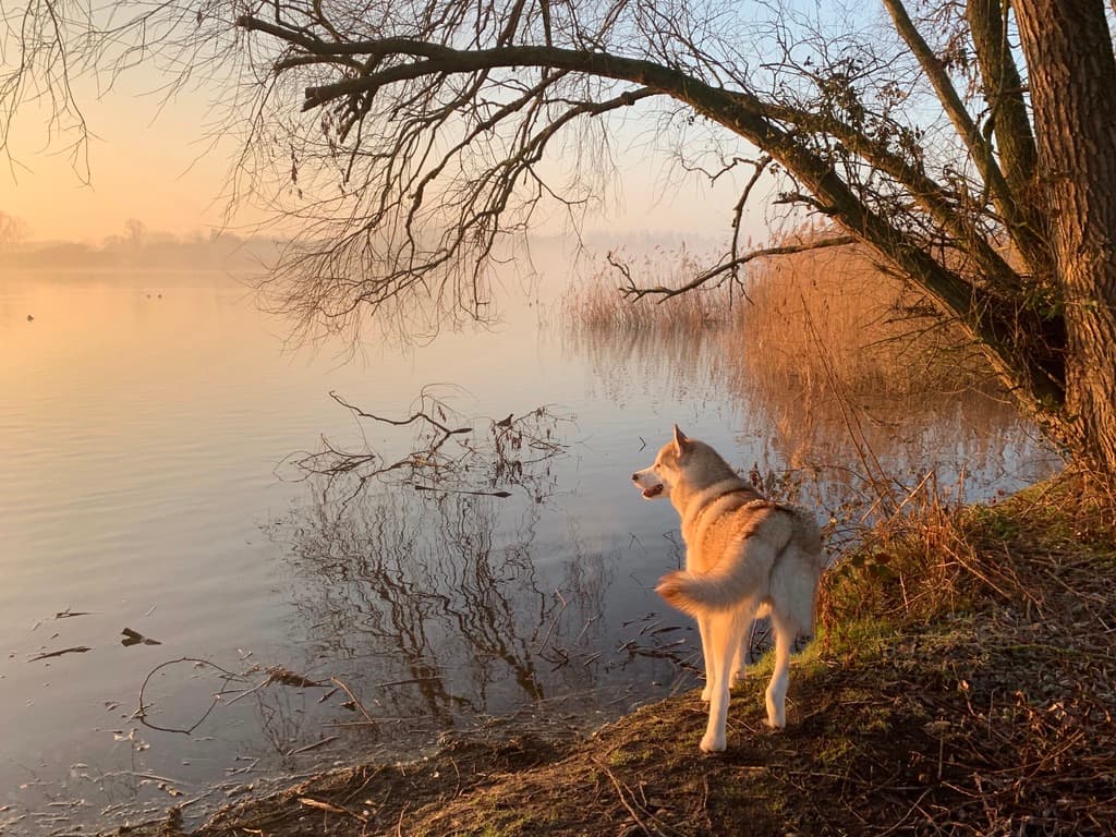 Thor standing at the water's edge at golden hour, looking out across a still, misty lake